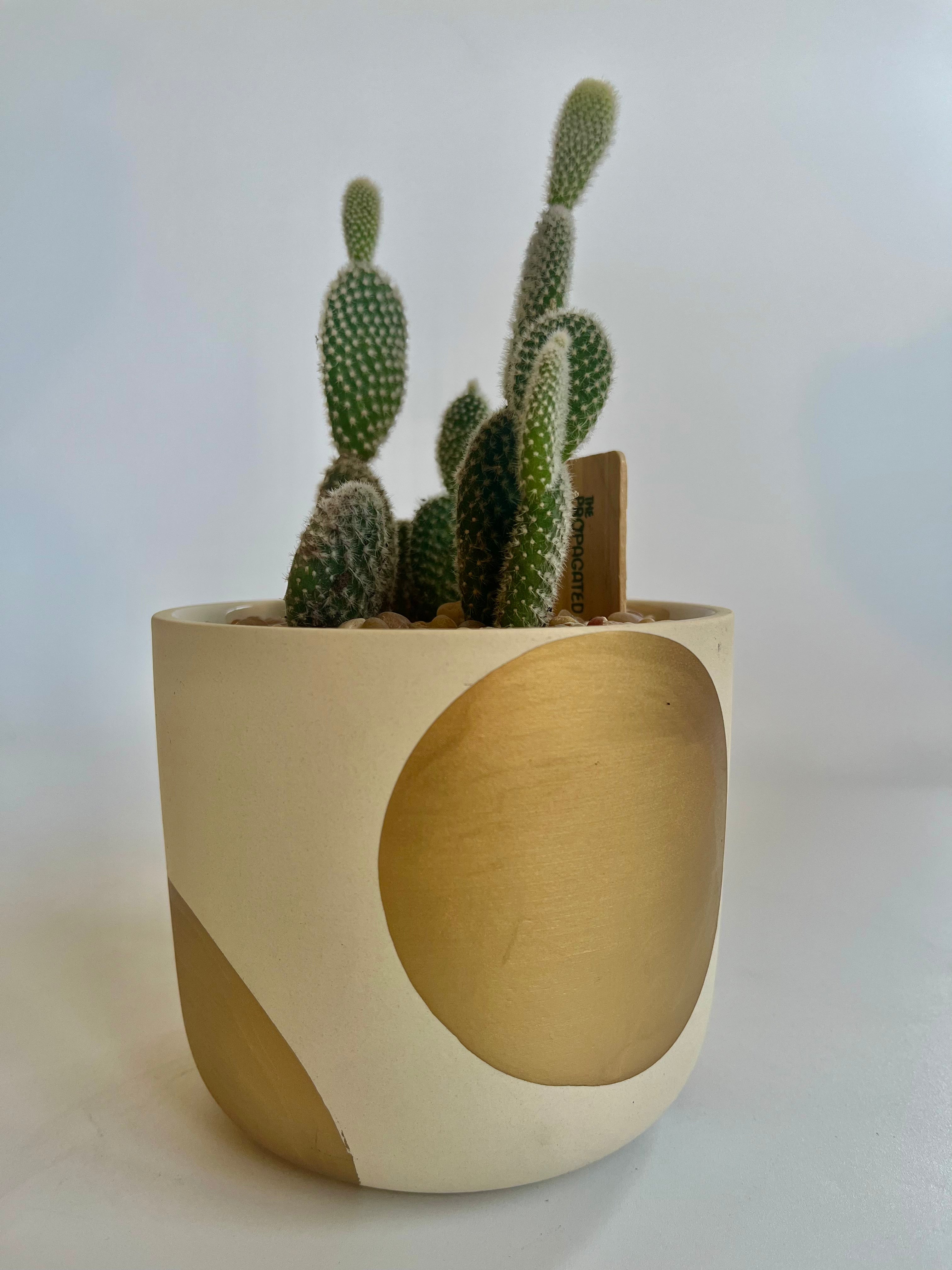 Bunny Ears Cactus (Opuntia microdasys) - Thumbnail 2