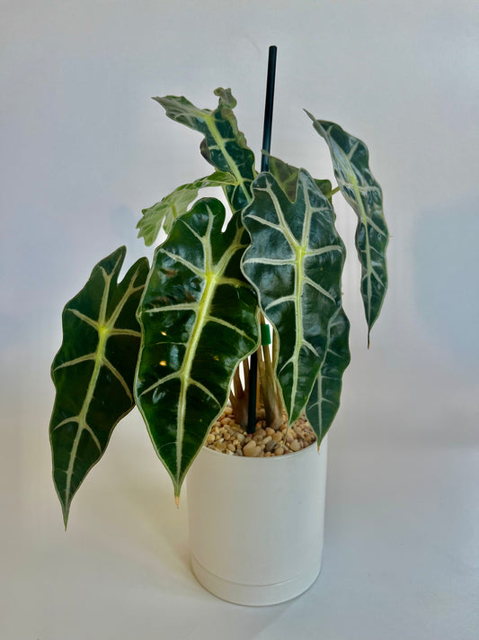 Alocasia 'Polly' (African Mask) in a ceramic white planter with saucer and multicolored stones