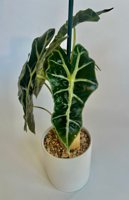 Alocasia 'Polly' (African Mask) in a ceramic white planter with saucer and multicolored stones