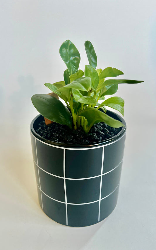 Peperomia "Thailand" in a ceramic black with white large checkered planter with black stones