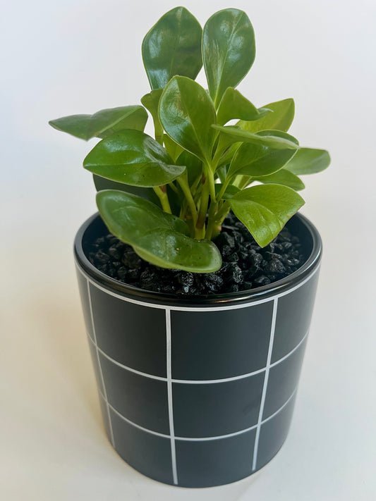 Peperomia "Thailand" in a ceramic black with white large checkered planter with black stones