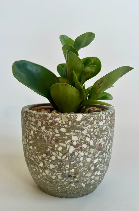 Peperomia "Thailand" in a ceramic multicolored vessel with multicolored stones