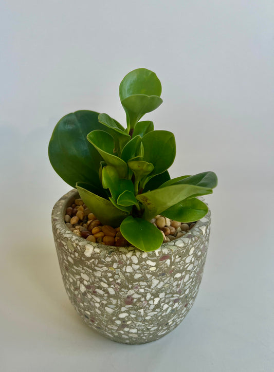 Peperomia "Thailand" in a ceramic multicolored vessel with multicolored stones